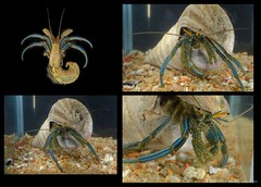 Clibanarius longitarsus • © CMBS photography team • All Rights Reserved