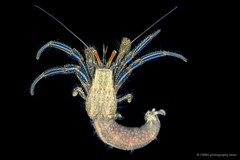 Clibanarius longitarsus • © CMBS photography team • All Rights Reserved