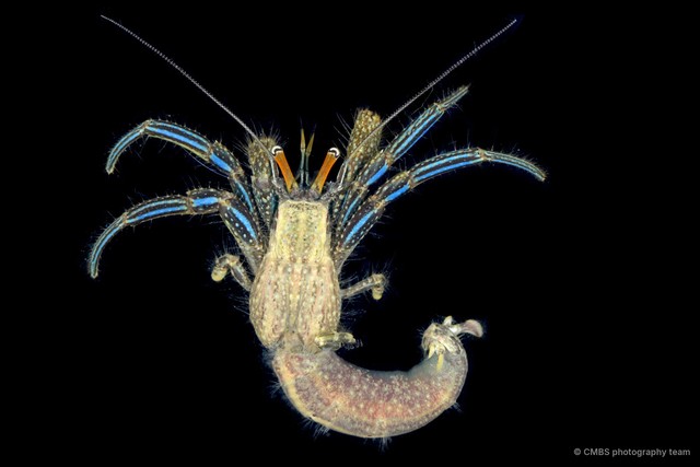 Clibanarius longitarsus