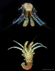 Clibanarius longitarsus • © CMBS photography team • All Rights Reserved