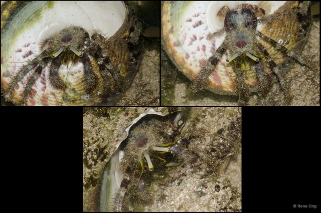 Dardanus lagopodes