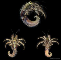 Dardanus lagopodes • © CMBS photography team • All Rights Reserved