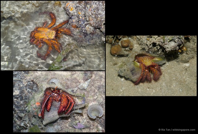 Dardanus megistos • © Ria Tan • All Rights Reserved