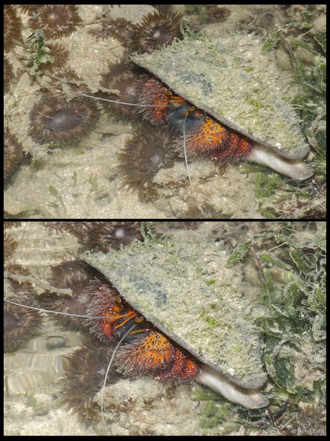 Dardanus megistos