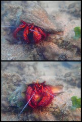 Dardanus megistos • © Rene Ong • All Rights Reserved