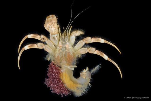 Diogenes sp. "2" • © CMBS photography team • All Rights Reserved