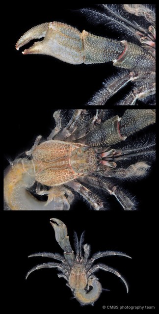 Diogenes fasciatus • © CMBS photography team • All Rights Reserved
