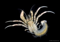 Diogenes fasciatus • © CMBS photography team • All Rights Reserved