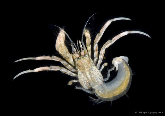 Diogenes fasciatus