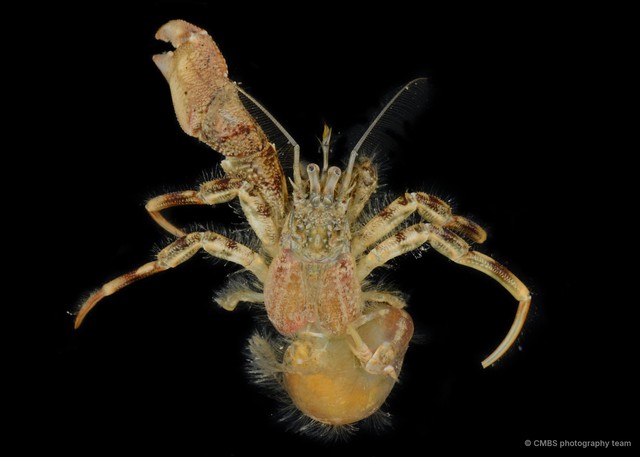 Diogenes laevicarpus • © CMBS photography team • All Rights Reserved