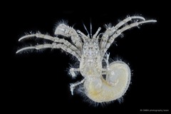 Diogenes pallescens • © CMBS photography team • All Rights Reserved