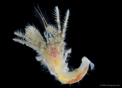 Diogenes platyops • © CMBS photography team • All Rights Reserved