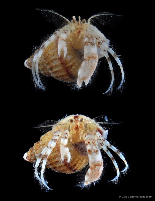 Paguristes sp. "2" • © CMBS photography team • All Rights Reserved