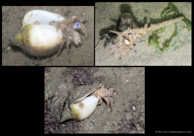 Paguristes longirostris