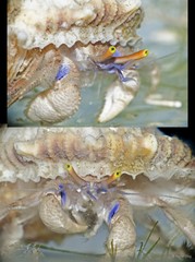 Paguristes longirostris • © Rene Ong • All Rights Reserved