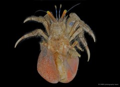 Paguristes longirostris • © CMBS photography team • All Rights Reserved