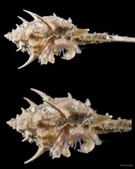 Paguristes longirostris • © Rene Ong • All Rights Reserved