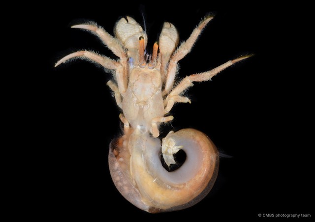 Paguristes longirostris
