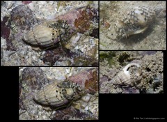 Pseudopaguristes monoporus • © Ria Tan • All Rights Reserved