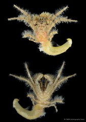Pseudopaguristes monoporus • © CMBS photography team • All Rights Reserved
