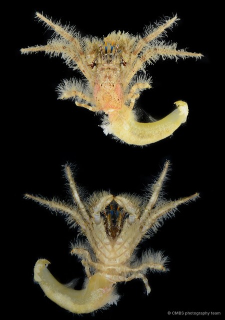 Pseudopaguristes monoporus