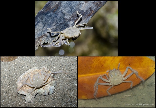 Dorippidae sp. "1a8e63b8" • © Ria Tan • All Rights Reserved
