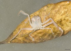 Dorippidae sp. "bfe8d4e3"