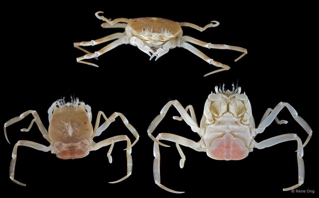 Dorippidae sp. "SEA-1415" • © Rene Ong • All Rights Reserved