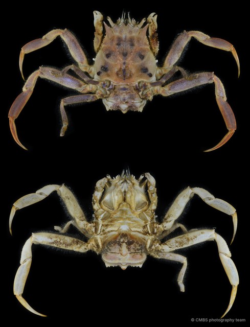 Dorippe quadridens