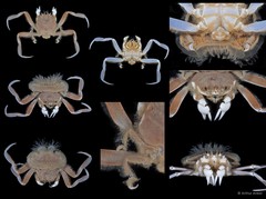 Dorippoides facchino