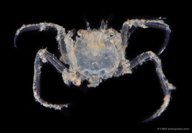 Neodorippe sp. "9419251c" • © CMBS photography team • All Rights Reserved