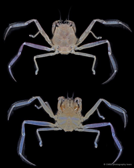 Neodorippe callida