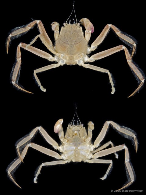 Neodorippe callida