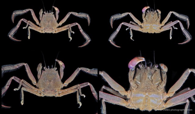 Neodorippe callida
