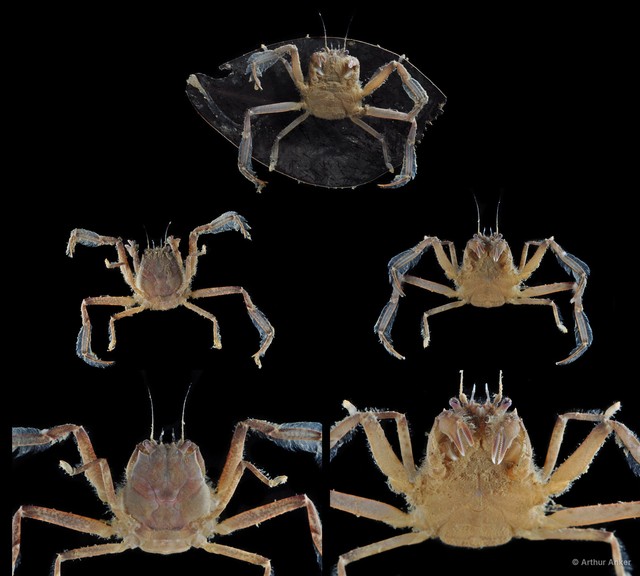 Neodorippe callida