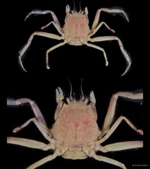 Neodorippe callida • © Arthur Anker • All Rights Reserved