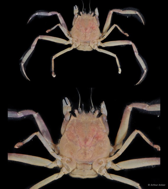 Neodorippe callida