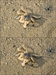 Dotilla sp. "52cebfb8"
