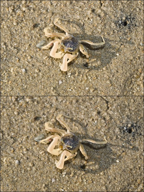 Dotilla sp. "52cebfb8" • © Rene Ong • All Rights Reserved