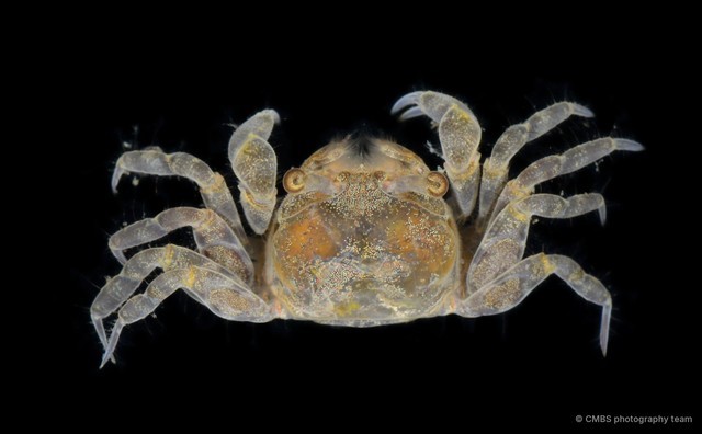 Scopimera sp. "JS-2247" • © CMBS photography team • All Rights Reserved