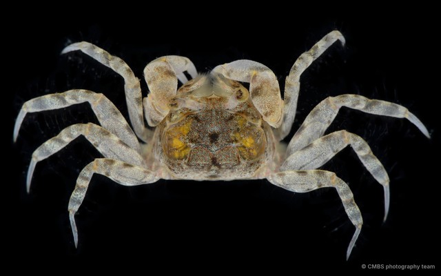 Scopimera sp. "JS-2343" • © CMBS photography team • All Rights Reserved