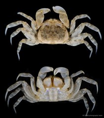 Scopimera sp. "JS-2754"