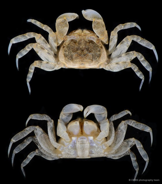 Scopimera sp. "JS-2754" • © CMBS photography team • All Rights Reserved