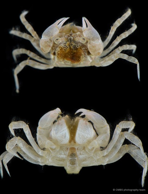 Scopimera sp. "JS-3599" • © CMBS photography team • All Rights Reserved