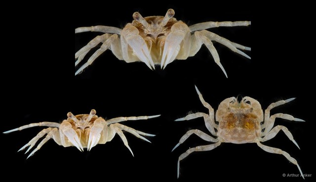 Scopimera sp. "JS-4016" • © Arthur Anker • All Rights Reserved