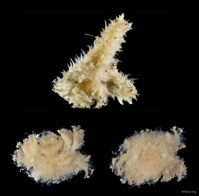 Dromiidae sp. "SEA-2251" • © Rene Ong • All Rights Reserved