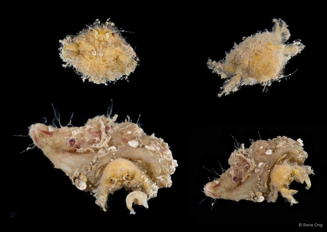 Dromiidae sp. "SEA-2260" • © Rene Ong • All Rights Reserved