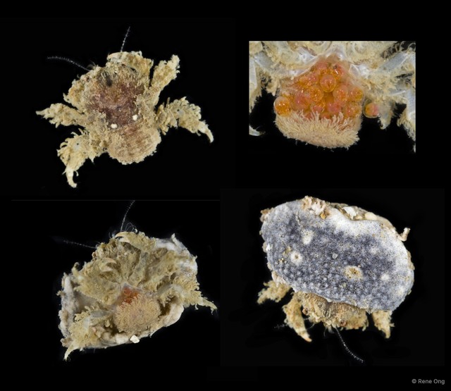 Dromiidae sp. "SEA-2261" • © Rene Ong • All Rights Reserved