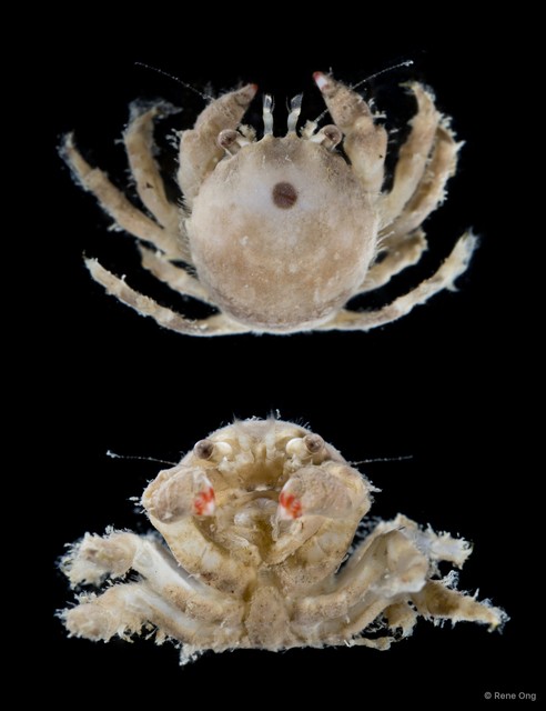 Dromiidae sp. "SEA-3835" • © Rene Ong • All Rights Reserved