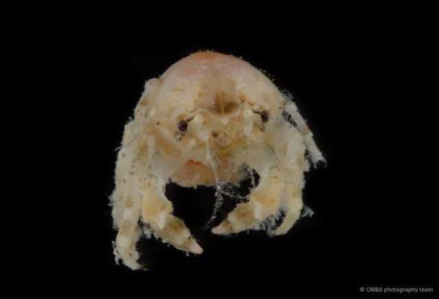 Dromiidae sp. "SS-3596" • © CMBS photography team • All Rights Reserved